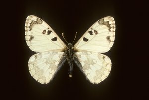 Hipermnestra helios de Augustus Kollner