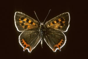 Lycaena phlaeas/Comum Copper de Augustus Kollner