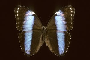 Morpho Achilles/Male de Augustus Kollner