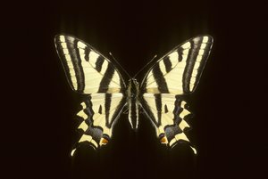 Papilio alexanor/Alexanor de Augustus Kollner