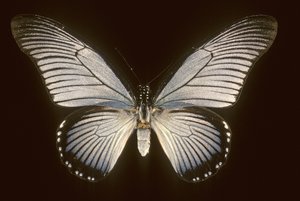Papilio zalmoxis / azulailboat de Augustus Kollner