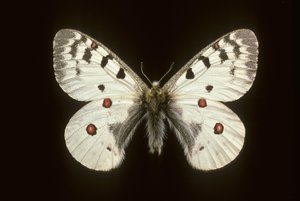 Parnassius phoebus/Small apollo de Augustus Kollner