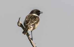 Saxicola torquata/Dawler/Common Stonechat de Augustus Kollner