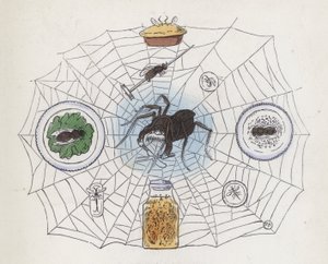 Aranha na sua teia rodeada de alimentos (gravura colorida) de Charles Henry (after) Bennett
