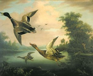Pato Tiro