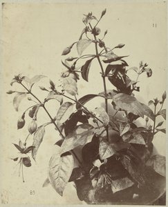 Flor ainda vida com fúcsia de Charles Hippolyte Aubry