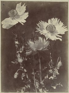 Flores com papoilas de Charles Hippolyte Aubry