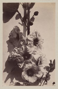 Flor ainda vida com malva de Charles Hippolyte Aubry