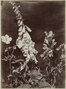 Flor ainda vida com dedaleira de Charles Hippolyte Aubry