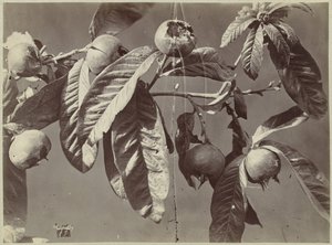 Natureza morta com medlars de Charles Hippolyte Aubry