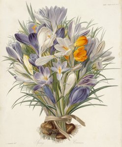 Açafrões de primavera, prato de Transações da Sociedade Hortícola, Londres, vol VII, 1830 (gravura colorida à mão) de Charles John Robertson
