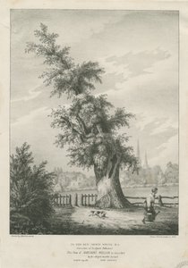 Lichfield - &39;Dr. Willow Tree de Johnson: litografado