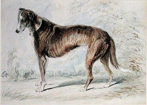 Lurcher (aquarela & cor de corpo e lápis sobre papel colorido)