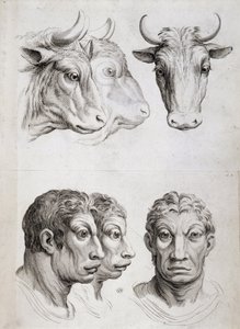 Comparação homens/cattle de Charles Le Brun