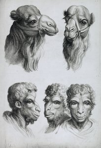 Semelhanças entre a cabeça de um camelo e um homem, de "Um livro de retratos para quem começa a desenhar", de Le Brun