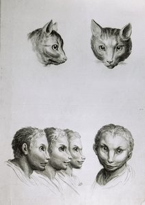 Semelhanças entre a cabeça de um gato e um homem, de "Um livro de retratos para quem começa a desenhar", de Le Brun