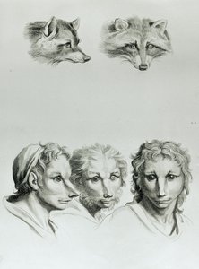 Semelhanças entre a cabeça de uma raposa e um homem, de "Um livro de retratos para quem começa a desenhar", de Le Brun