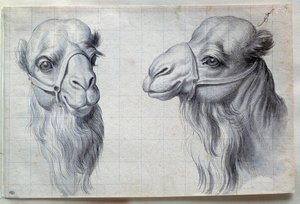 Estudos de duas cabeças de camelo Desenho de Charles Lebrun (Le Brun) (1619-1690) Século XVII. Dim. 0,22x0,32 m. Paris, Museu do Louvre de Charles Le Brun
