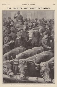 Gado das fazendas reais em Windsor à venda no Slough cattle market, Berkshire (litho)