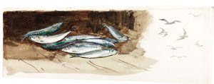 Estudo de Peixe (bodycolour e aquarela sobre papel) de Charles Napier Hemy