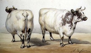 Estudo de duas vacas de chifres longos (aguarela)