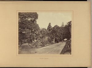 Jardins Botânicos de Charles Percy Pickering
