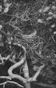 Ninho de Magpie, c1882, 1912 de Charles Reid