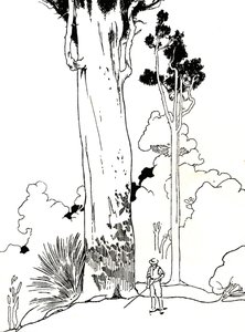 Uma árvore Kauri, 1912 de Charles Robinson