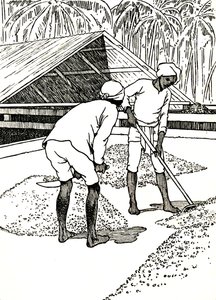 Secando o cacau, 1912 de Charles Robinson