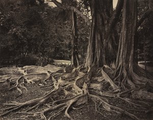 Rubber Tree, Assam, Índia (Ficus Elastica)