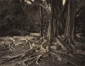 Rubber Tree, Assam, Índia Ficus Elastica, c.1880s.
