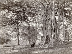 Um cavalheiro sentado debaixo de uma grande árvore nativa no Ceilão britânico, agora chamado Sri Lanka, década de 1880 de Charles T Scowen and Co
