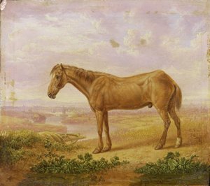 Billy velho, um cavalo de esboço, envelhecido 62
