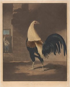 Lutas de galos [um par]:   1. O galo com penas