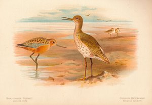Limosa rufa de maçarico-de-cauda-cauda, Totanus do Redshank comum, 1900, 1900 de Charles Whymper