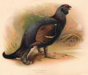 Black Grouse Tetrau tetrix, 1900, 1900