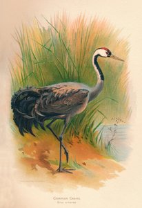 Grou-comum Grus cinerea, 1900, 1900
