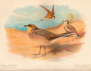 Pratincola comum Glareola pratincola, Sociable Lapwing Vanellus, 1900, 1900 de Charles Whymper