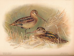 Snipe comum Gallinago scolopacina, Jack Snipe Limnocryptes gallinula, 1900, 1900