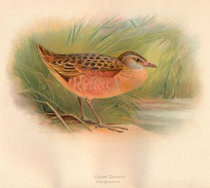 Crake de milho Crex pratensis, 1900, 1900 de Charles Whymper