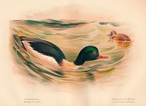 Rodízio de Mergans mergulhão, Pato-arlequim Cosmonetta histrionica, 1900, 1900 de Charles Whymper