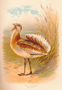 Abetarda Otis final, 1900, 1900