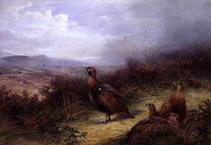Grouse nas Terras Altas de Charles Whymper