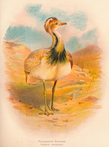 Abetarda de Macqueens Houbara macqueeni, 1900, 1900 de Charles Whymper