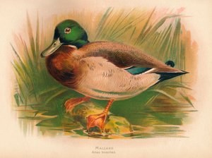 Pato-real Anas boschas, 1900, 1900