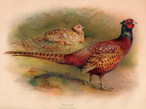 Faisão Phasianus colchicus, 1900, 1900