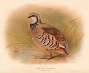 Perdiz-de-patas-vermelhas-Caccabus rufa, 1900, 1900
