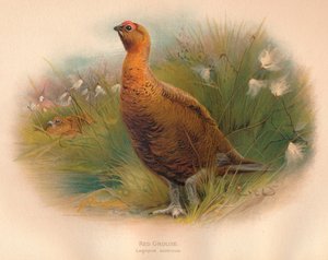 Grouse vermelho Lagopus scoticus, 1900, 1900