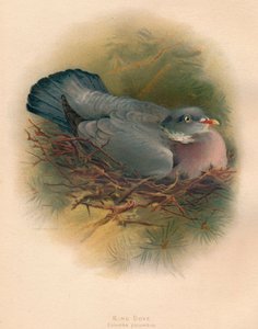 Ring Dove Columbs palumbus, 1900, 1900 de Charles Whymper