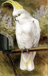Cockatoo Crested Sulphur de Charles Whymper